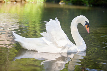 Beautiful graceful bird white Swan