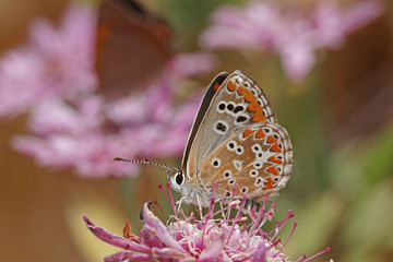 20.08.2018 ES, La Palma, Ruta de los Volcanes Aricia agestis cramera Aricia agestis cramera (ESCHSCHOLTZ, 1821)