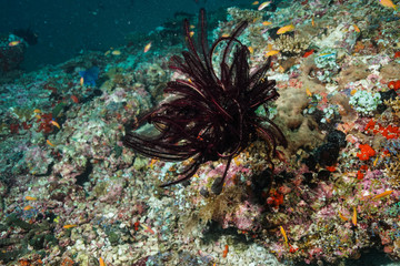 Coral reef at the Maldives 