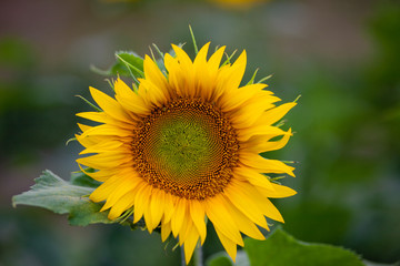 sunflower in field
