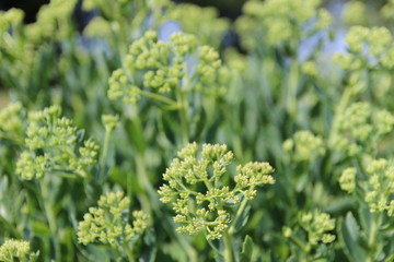 Summer nature, photo Czech republic, Europe