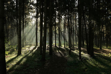 lumen of the sun in the forest