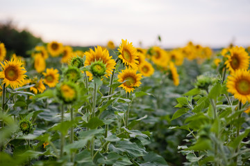 sunflower field of sunflowers