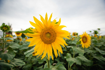 field of sunflowers