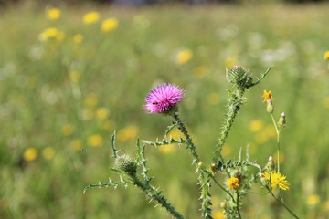 Summer nature, photo Czech republic, Europe