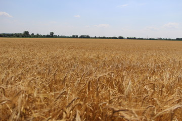 Summer nature, photo Czech republic, Europe