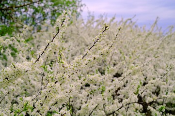 Spring landscape. Flowers in garden.