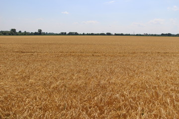 Summer nature, photo Czech republic, Europe