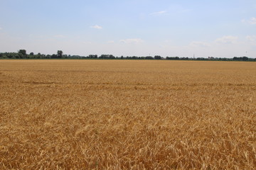 Summer nature, photo Czech republic, Europe