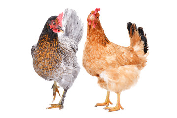 Two hens standing together isolated on white background