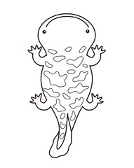 オオサンショウウオ　イラスト　ぬりえ