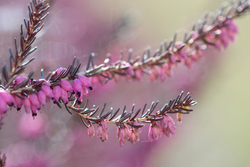 Close-up of heathers flower, on natural blurredbackground