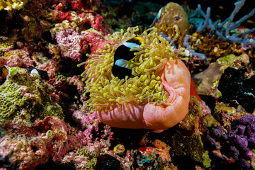 Anemone coral and fish at the Maldives