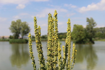 Summer, Czech republic, Europe