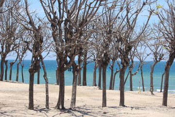landscape trees on the island of Gili Ketapang