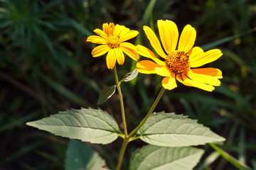  yellow flowers or sunflowers grow in a field in a meadow in the sun in summer and spring