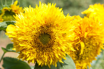  yellow flowers or sunflowers grow in a field in a meadow in the sun in summer and spring