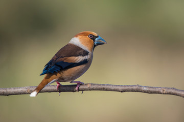 hawfinch, Coccothraustes coccothraustes