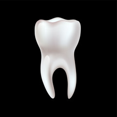 Realistic teeth anatomy illustration.