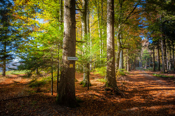 Herbstwald am Herrischrieder Ödland