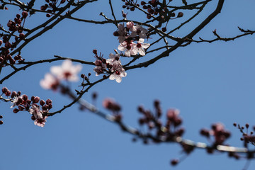 Ciruelo silvestre en flor