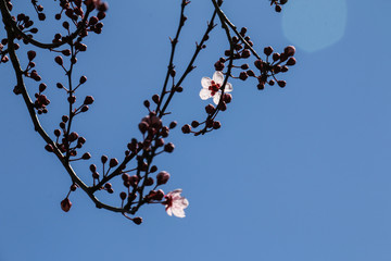 Ciruelo silvestre en flor