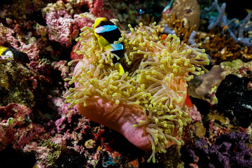 Fototapeta na wymiar Anemone coral and fish at the Maldives
