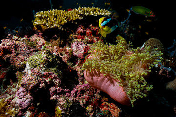 Plakat Coral reef at the Maldives 