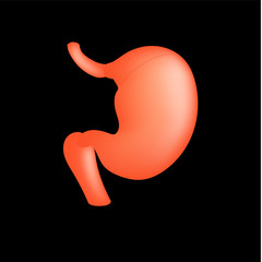 Realistic human stomach isolated on black background.