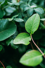 leaves