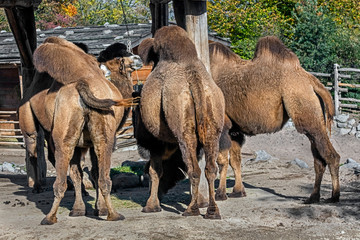 Bactrian camels. Latin name - Camelus bactrianus	