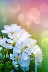 Fototapeta na wymiar Blossom tree over colorful nature background. Spring background.