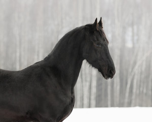 Fototapeta na wymiar Black frisian horse on snow winter background, portrait close up