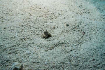 diving the Maldives