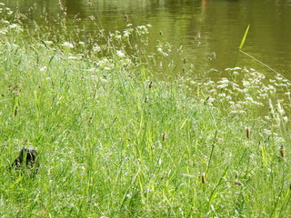 Seasonal Background, nature in summertime