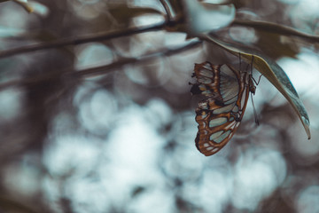 Beautiful butterfly sitting on a branch
