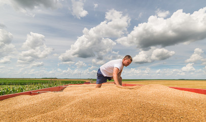 Pouring wheat grain into tractor trailer after harvest