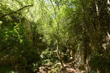 Selva en La Rioja 04