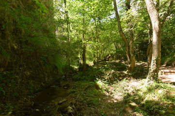 Fototapeta premium Selva en La Rioja 06