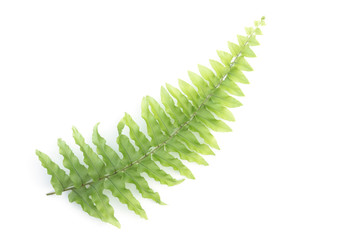 Green fern leaves on the White Blackground.