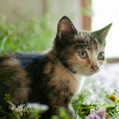 Domestic tricolor cat in plants	
