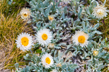 Fototapeta premium Native Australian flowers in Kosciuszko National Park, NSW, Australia. Nature background with plants and vegetation.