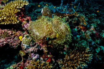 Anemone coral and fish at the Maldives
