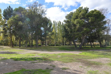 trees in the park