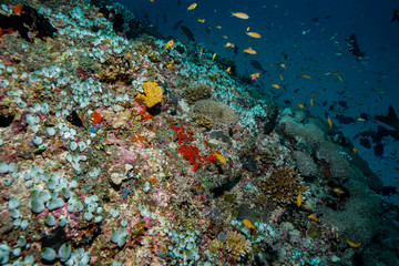 Naklejka na ściany i meble Coral reef at the Maldives 