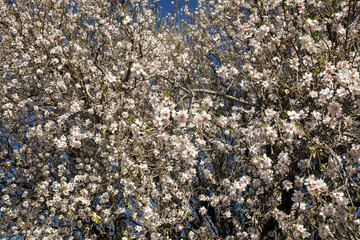 mandelblüte