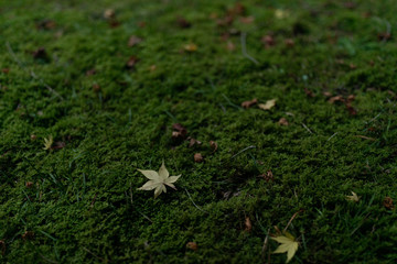 苔と紅葉