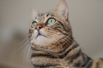 Cute short hair cat looking curious and snooping at home