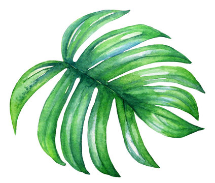 Watercolor Illustration Of A Tropical Plam Leaf.