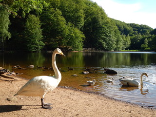 A big white swan watching over her youngsters by the lake